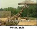 giraffe.jpg