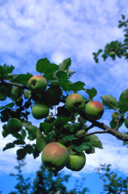 fruit.jpg