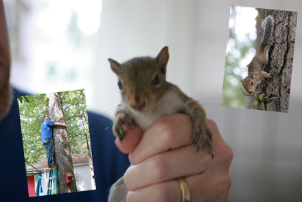 The squirrel saga